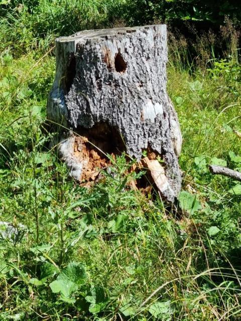 Waldhüttale Villa Scharnitz Dış mekan fotoğraf